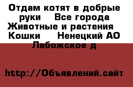 Отдам котят в добрые руки. - Все города Животные и растения » Кошки   . Ненецкий АО,Лабожское д.